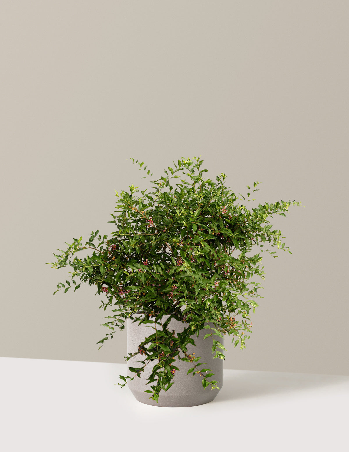 bundle | 3 Gallon | Mexia | Cement Grey