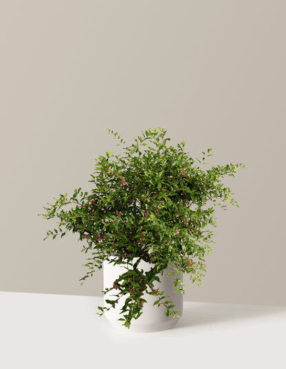 Barbados ‘Acerola’ Cherry Tree