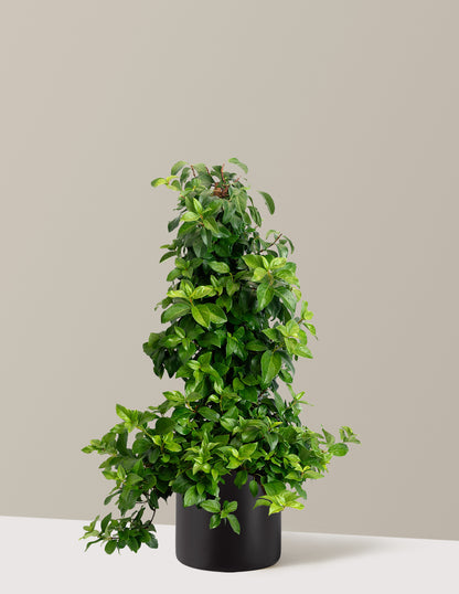 Barbara Ann Climbing Hydrangea