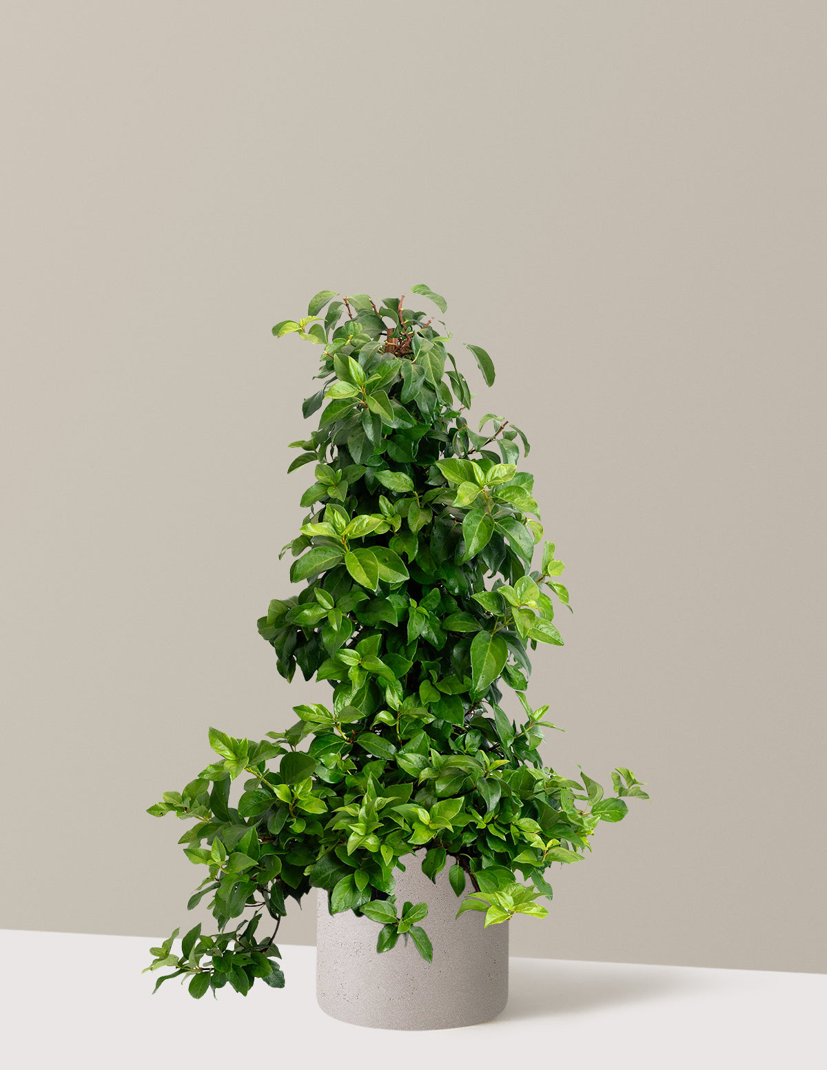 Barbara Ann Climbing Hydrangea