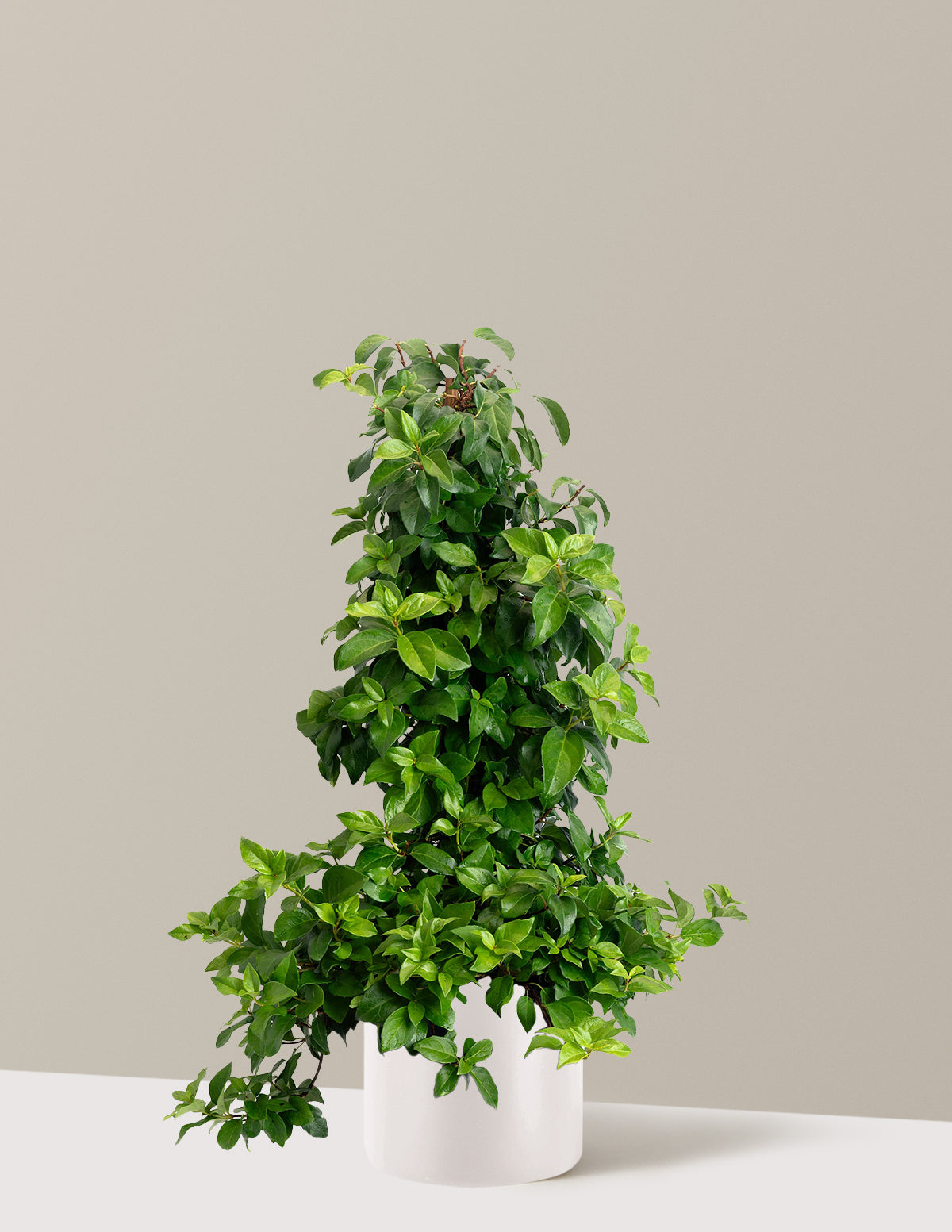Barbara Ann Climbing Hydrangea