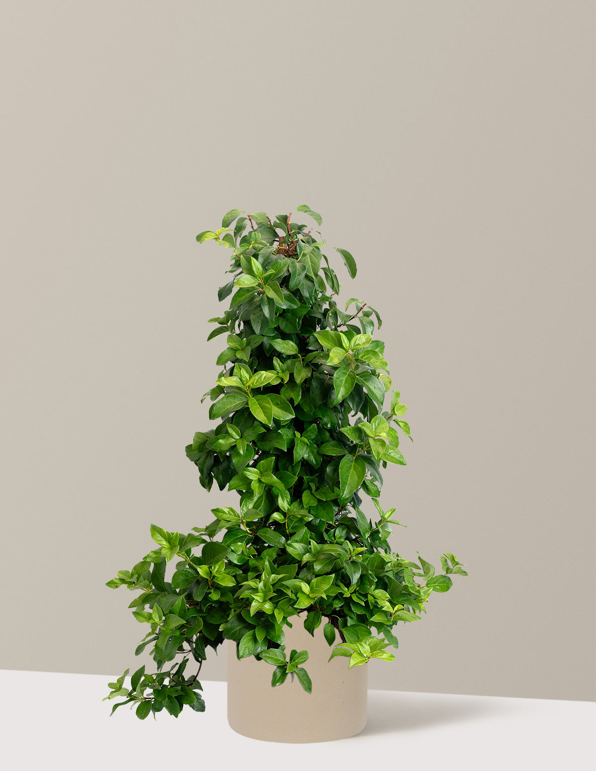 Barbara Ann Climbing Hydrangea