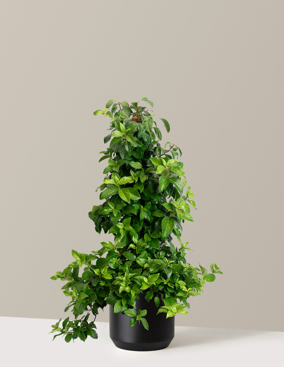 Barbara Ann Climbing Hydrangea