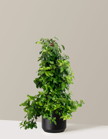 Barbara Ann Climbing Hydrangea