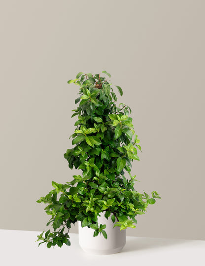 Barbara Ann Climbing Hydrangea