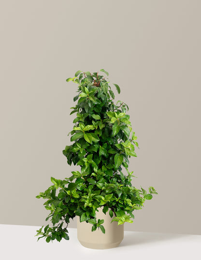 Barbara Ann Climbing Hydrangea