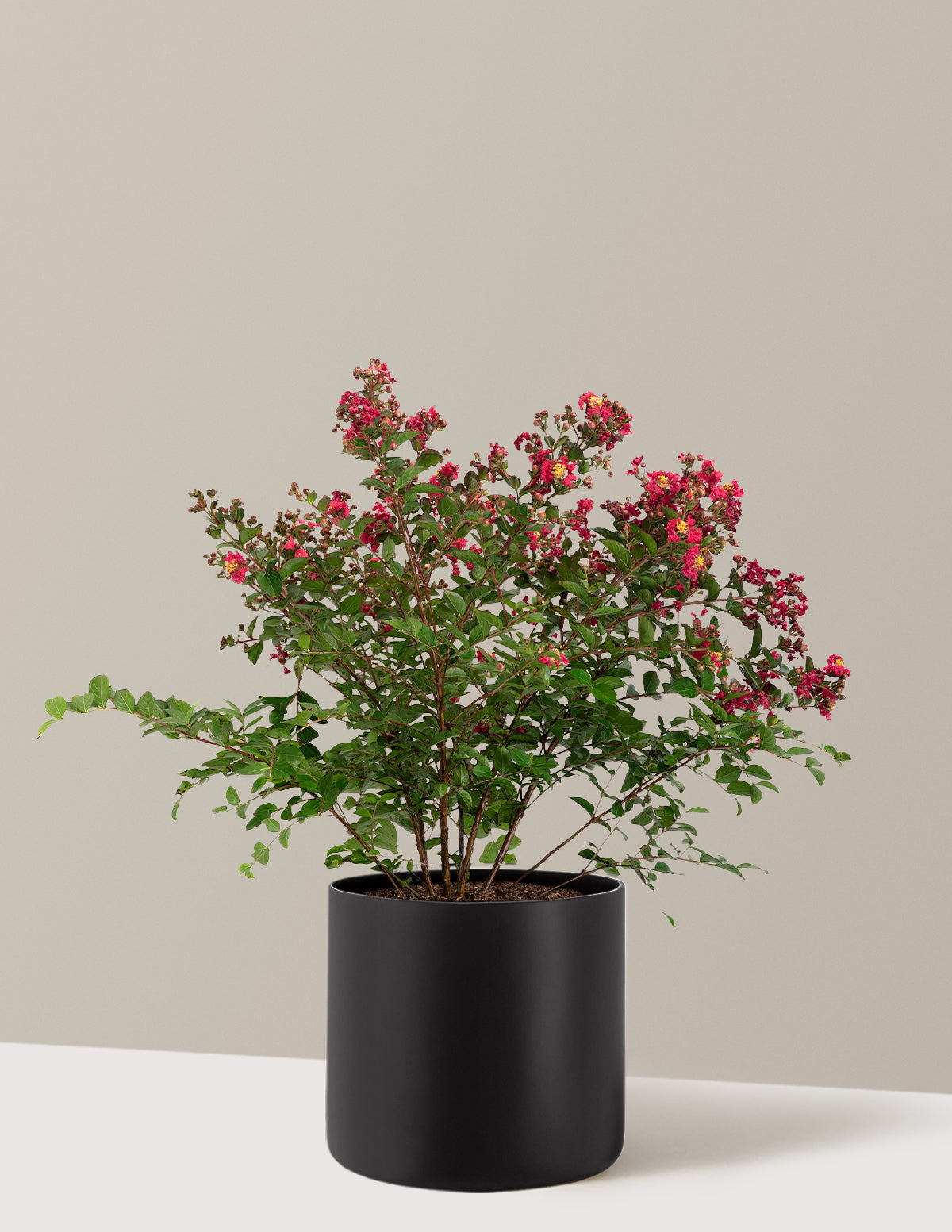 Bellini® Strawberry Crape Myrtle