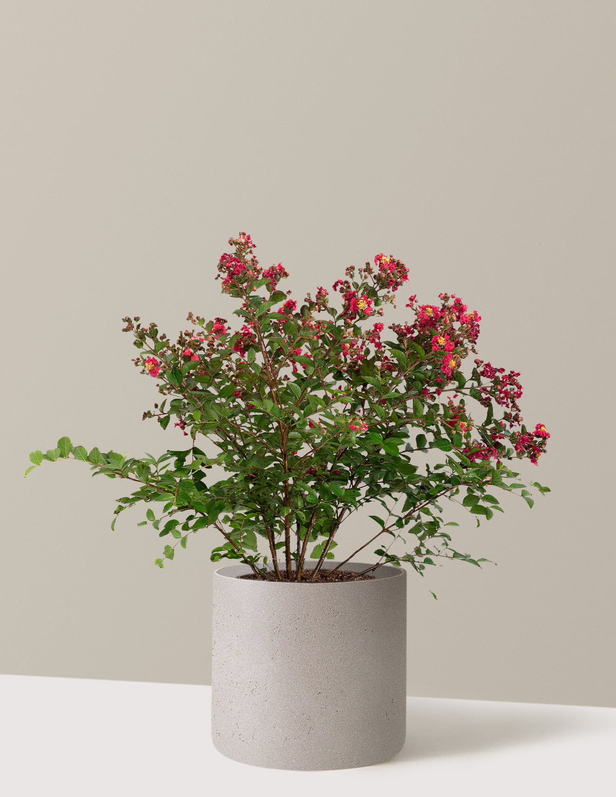 Bellini® Strawberry Crape Myrtle