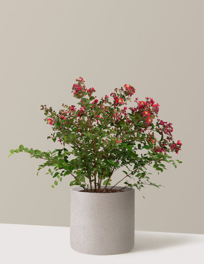 Bellini® Strawberry Crape Myrtle