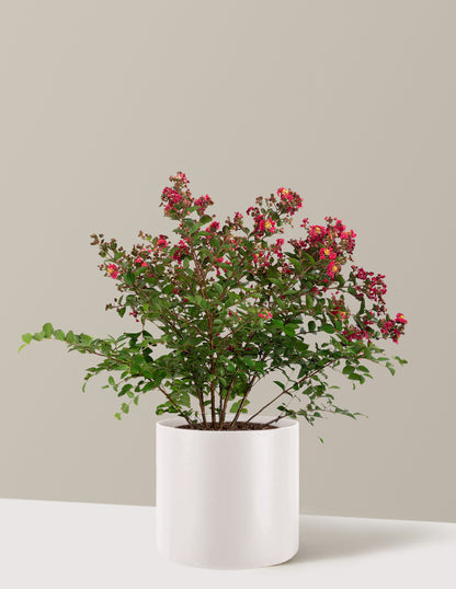 Bellini® Strawberry Crape Myrtle