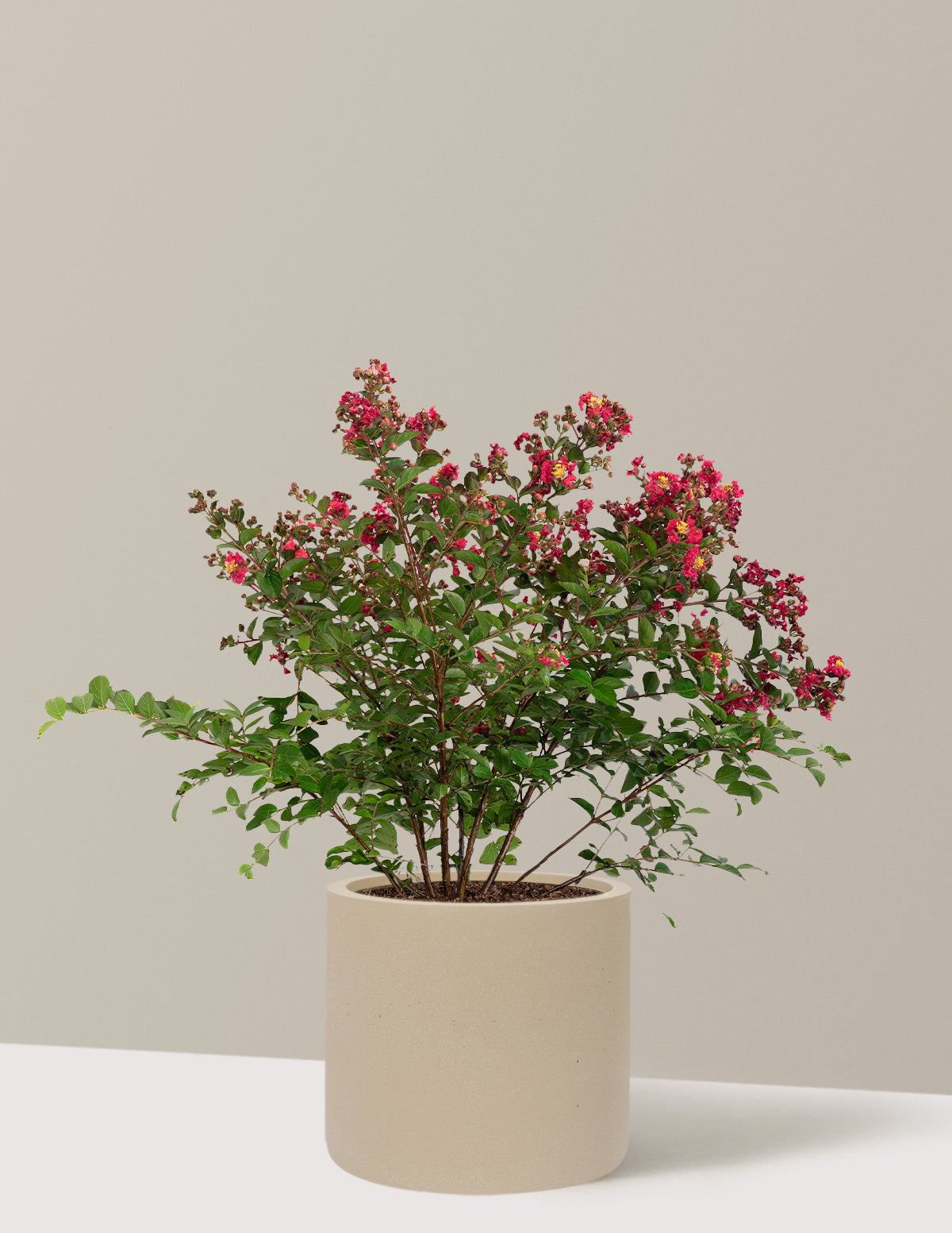 Bellini® Strawberry Crape Myrtle