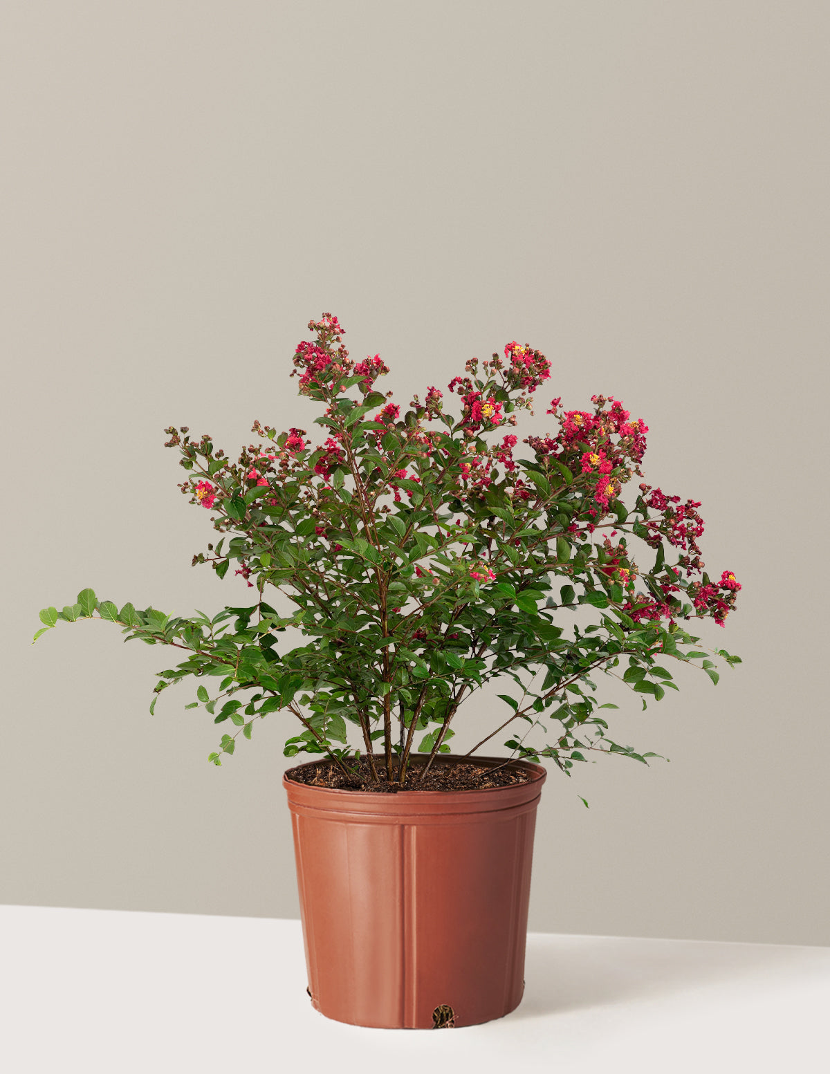 Bellini® Strawberry Crape Myrtle