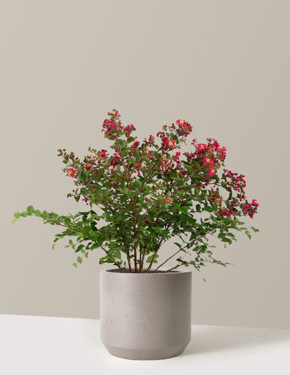 Bellini® Strawberry Crape Myrtle