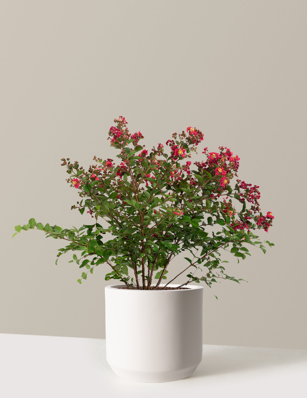 Bellini® Strawberry Crape Myrtle