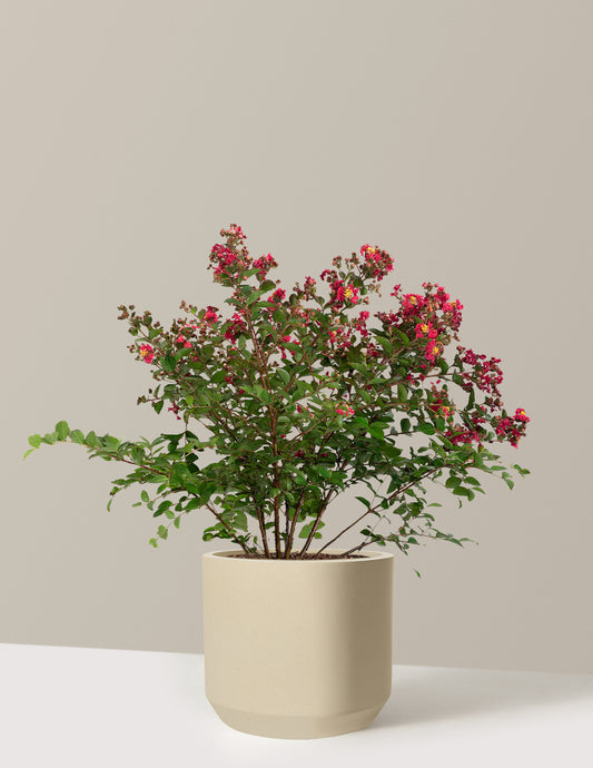 Bellini® Strawberry Crape Myrtle