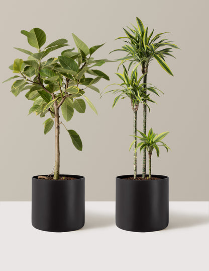 The Big and Bright Duo