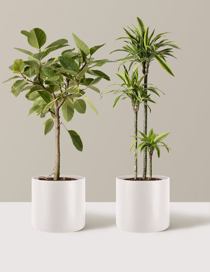 The Big and Bright Duo