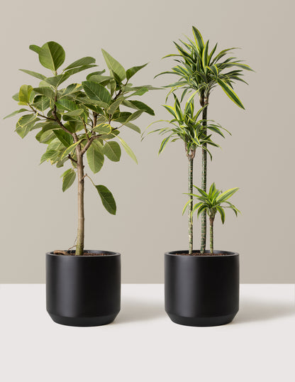 The Big and Bright Duo