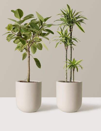 The Big and Bright Duo