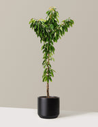 bundle | 4-5 ft. - Single | Mexia | Black