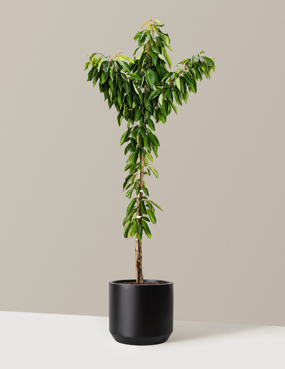 bundle | 4-5 ft. - Single | Mexia | Black