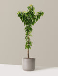 bundle | 4-5 ft. - Single | Mexia | Cement Grey