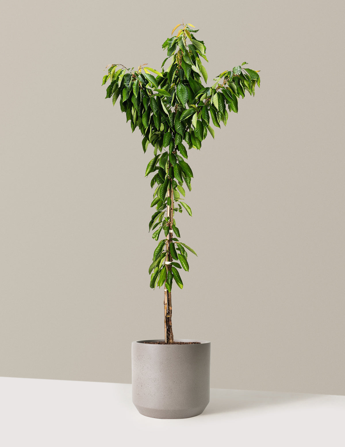 bundle | 4-5 ft. - Single | Mexia | Cement Grey