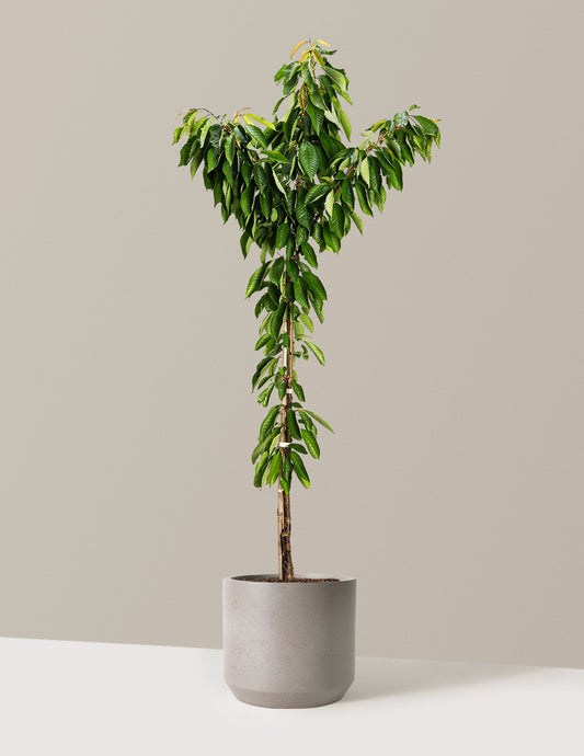 Bing Cherry Tree