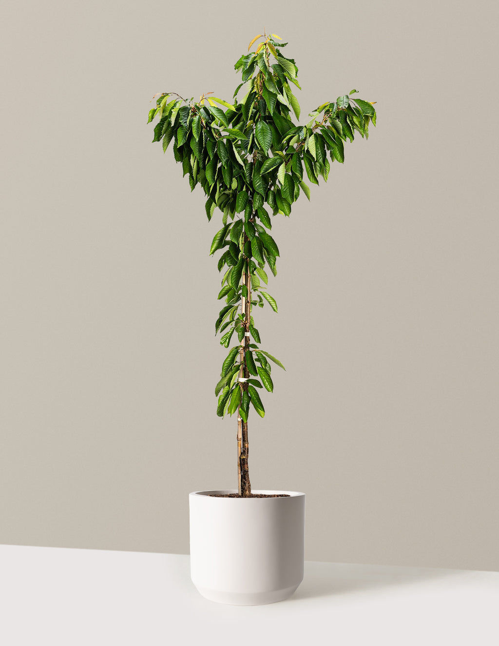 bundle | 4-5 ft. - Single | Mexia | Cream