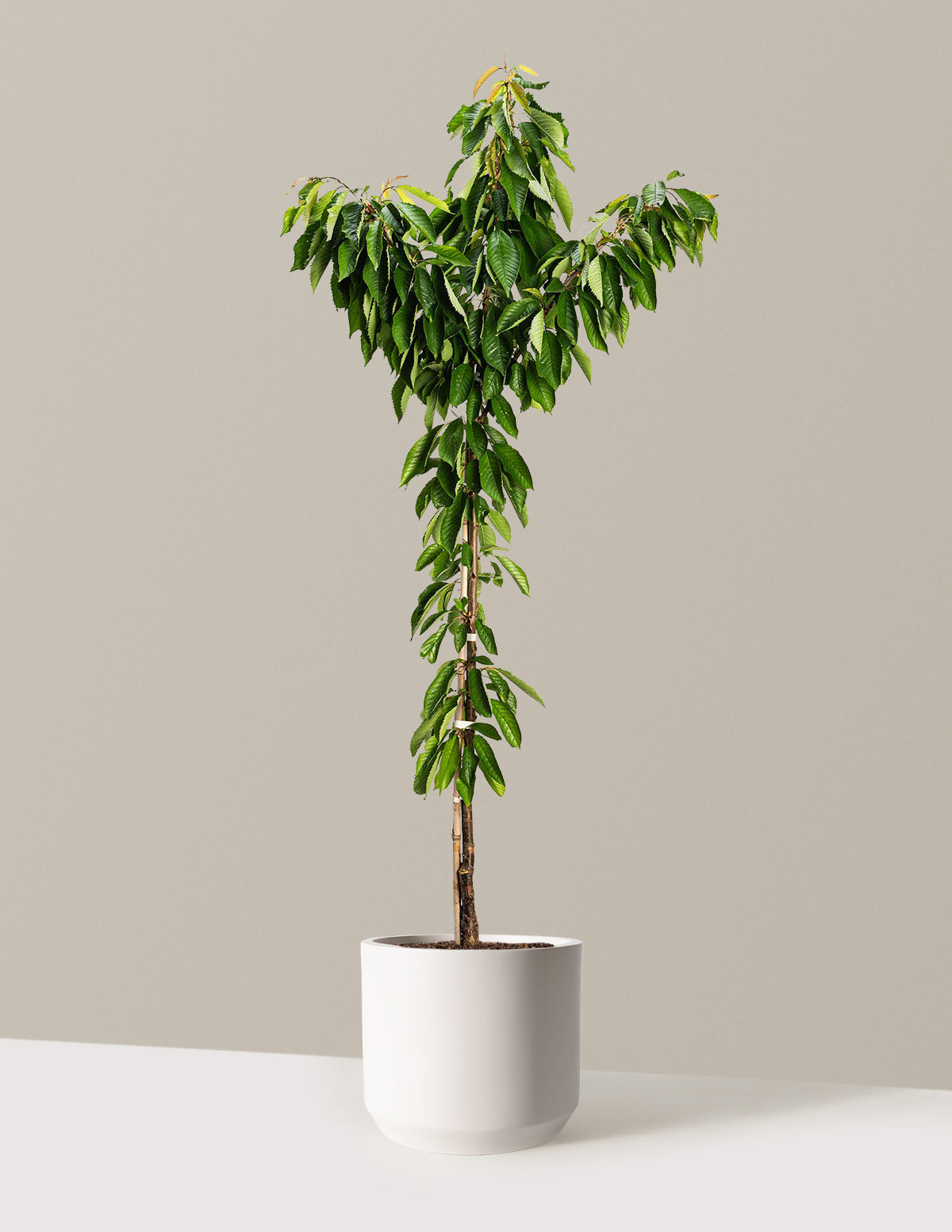 bundle | 4-5 ft. - Single | Mexia | Cream