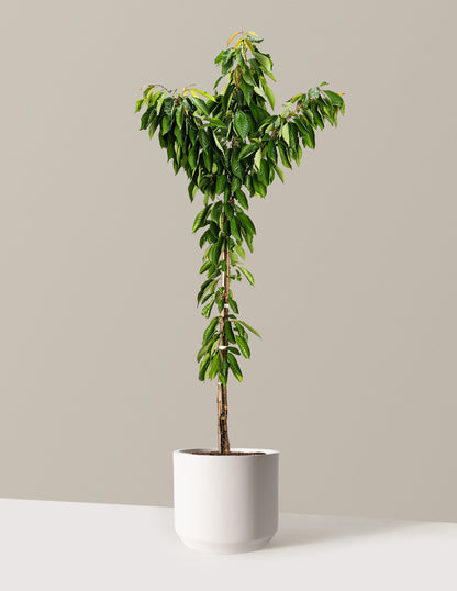 Bing Cherry Tree