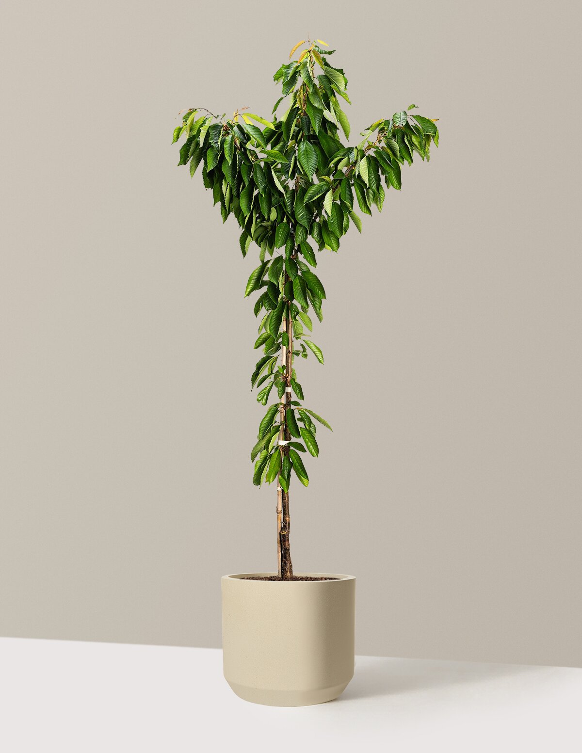 Bing Cherry Tree