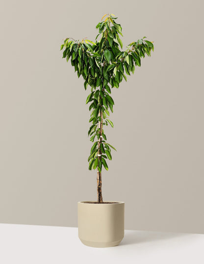 Bing Cherry Tree