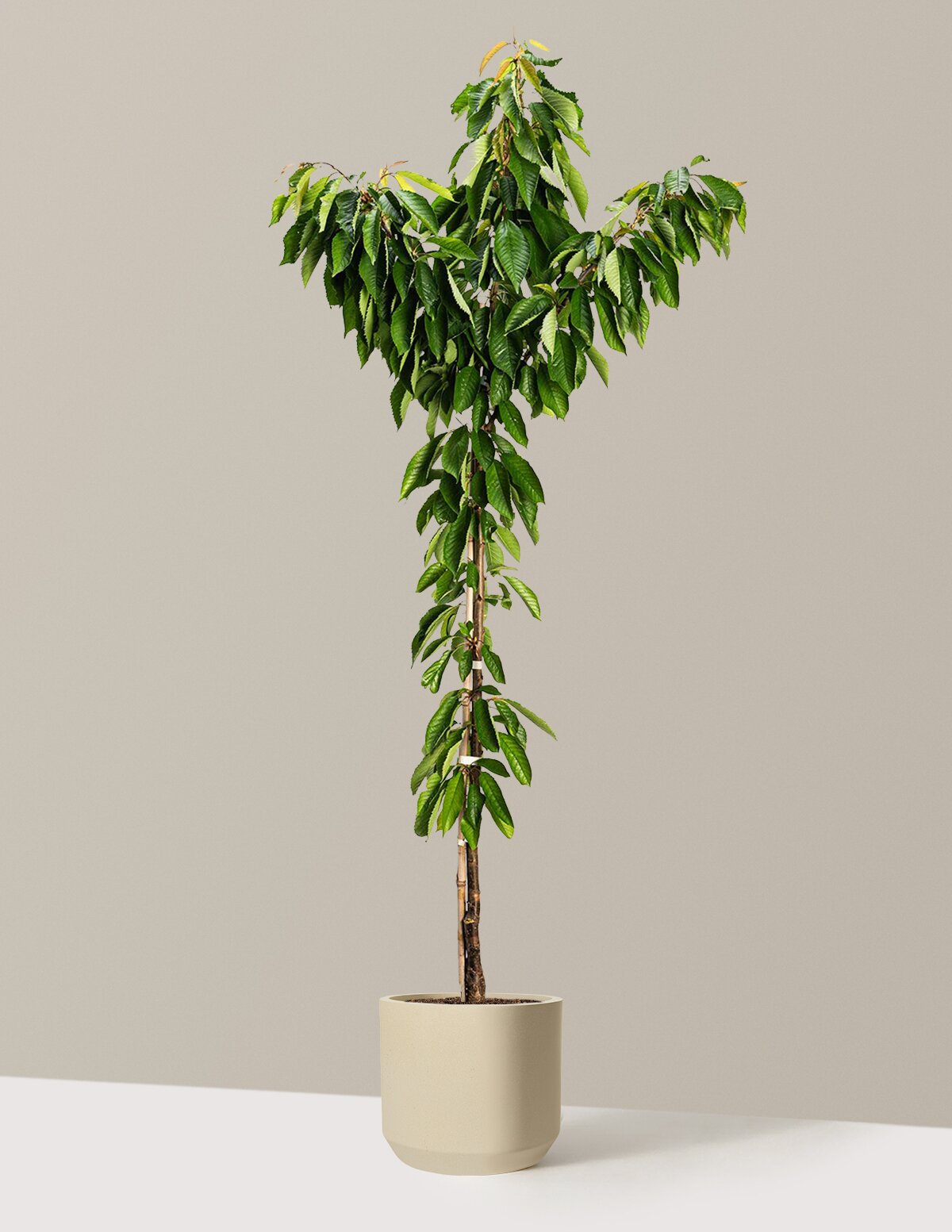 Bing Cherry Tree