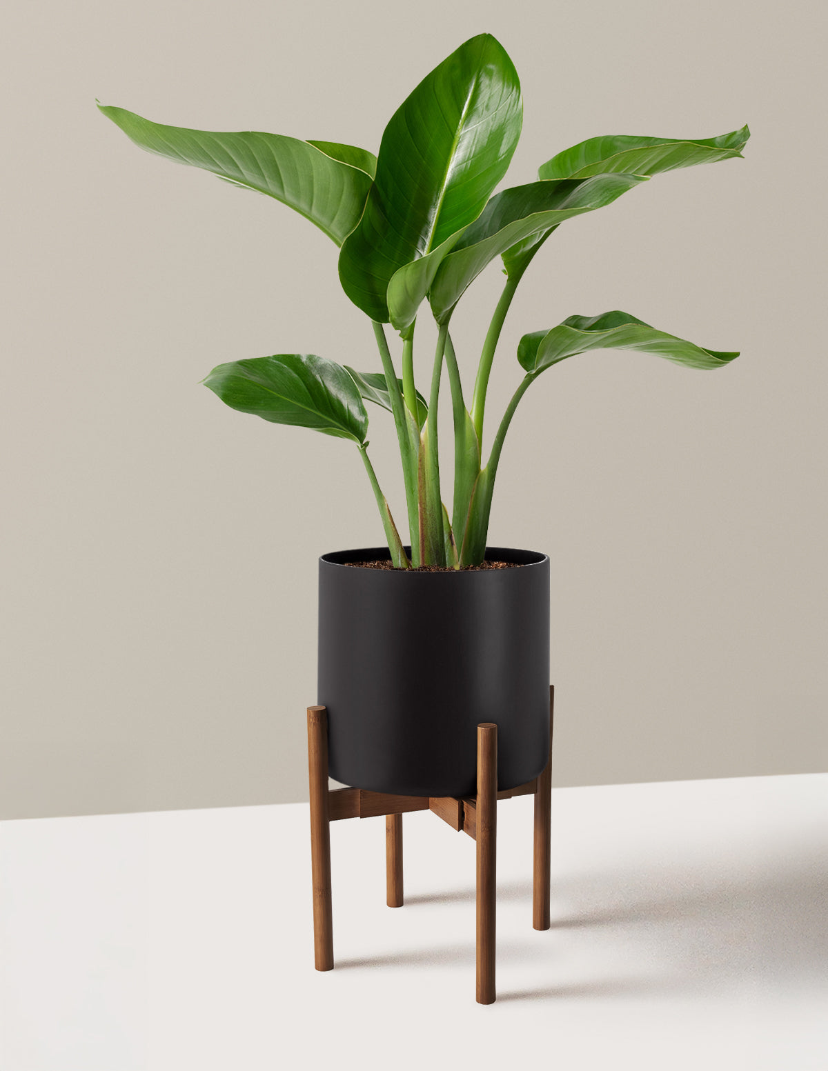 Bird of Paradise