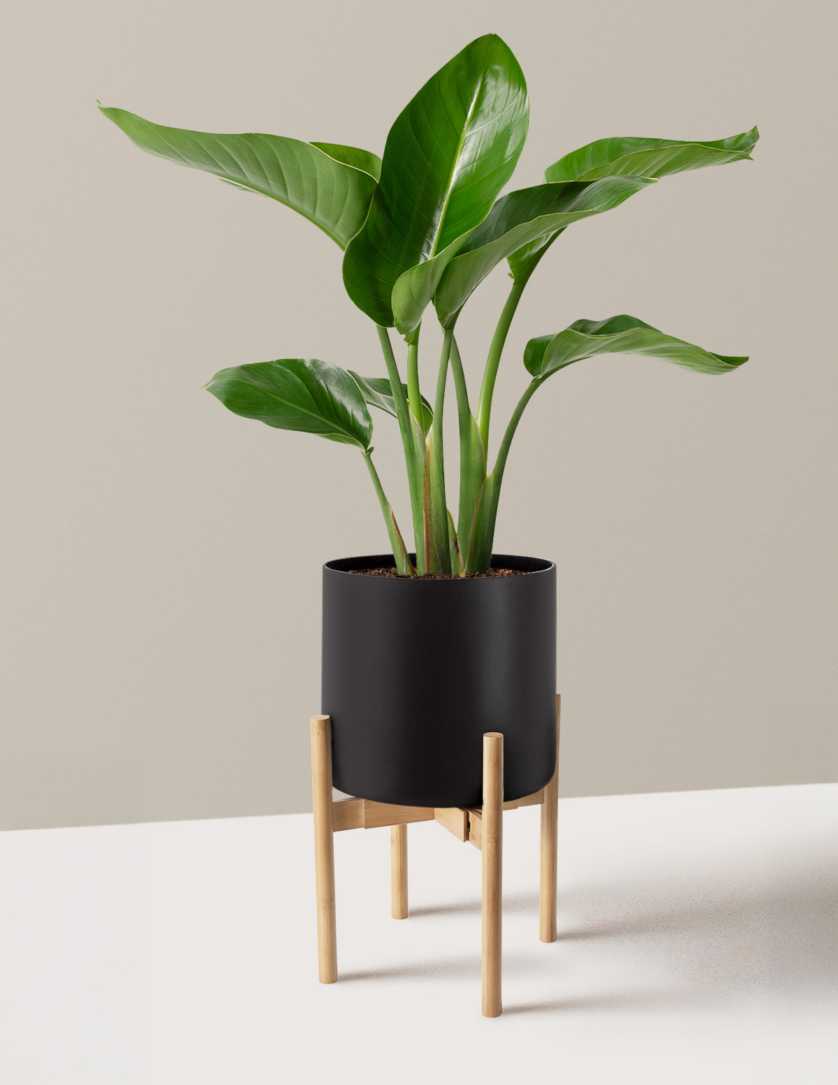 Bird of Paradise