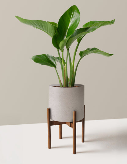 Bird of Paradise