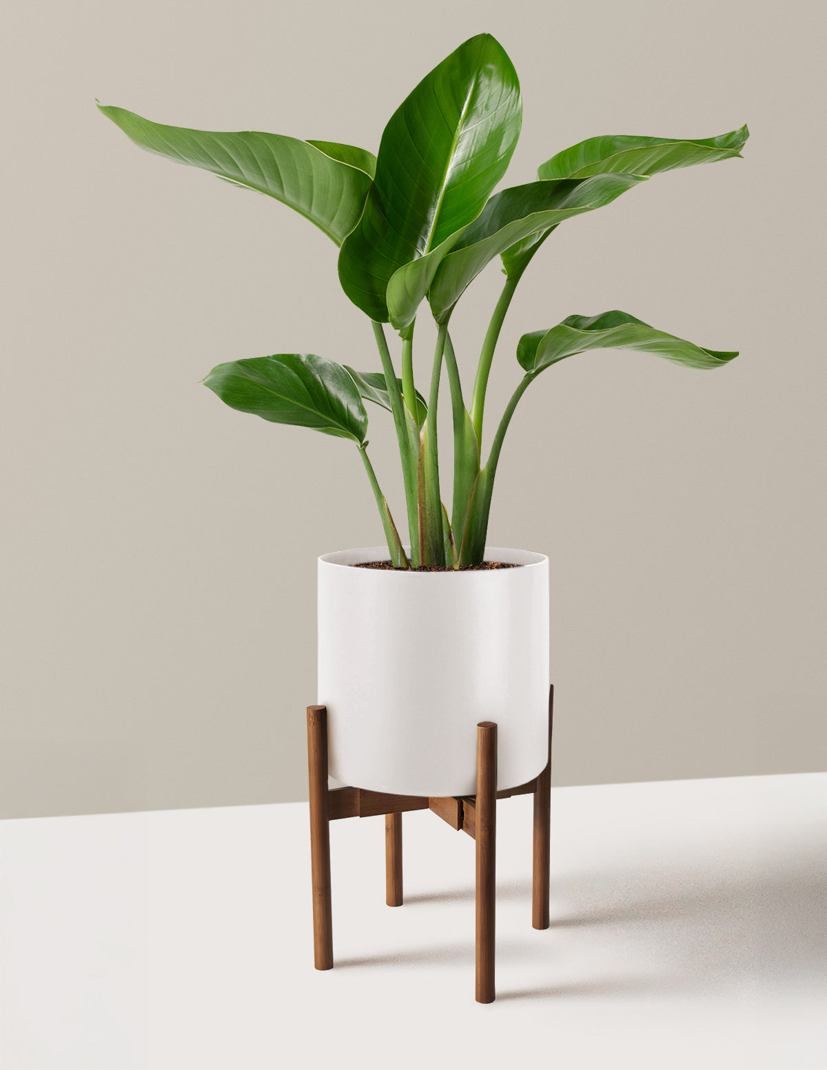 Bird of Paradise