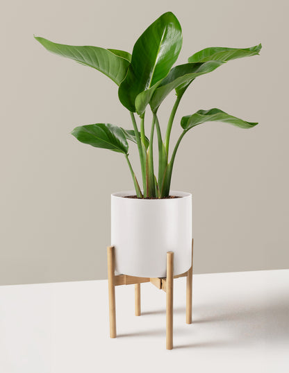 Bird of Paradise