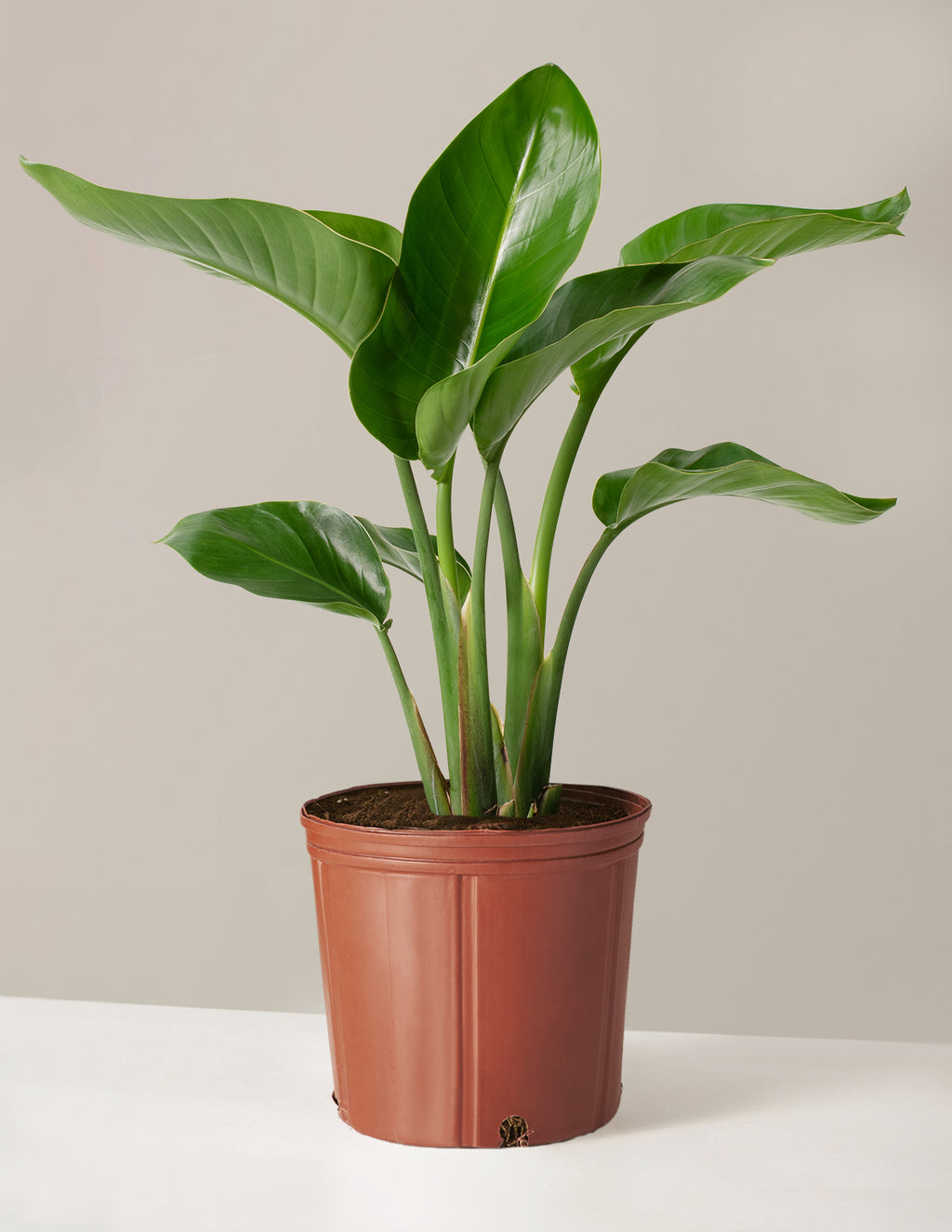 bundle | Large | Grow Pot