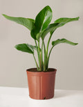 bundle | Large | Grow Pot