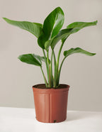 bundle | Large | Grow Pot