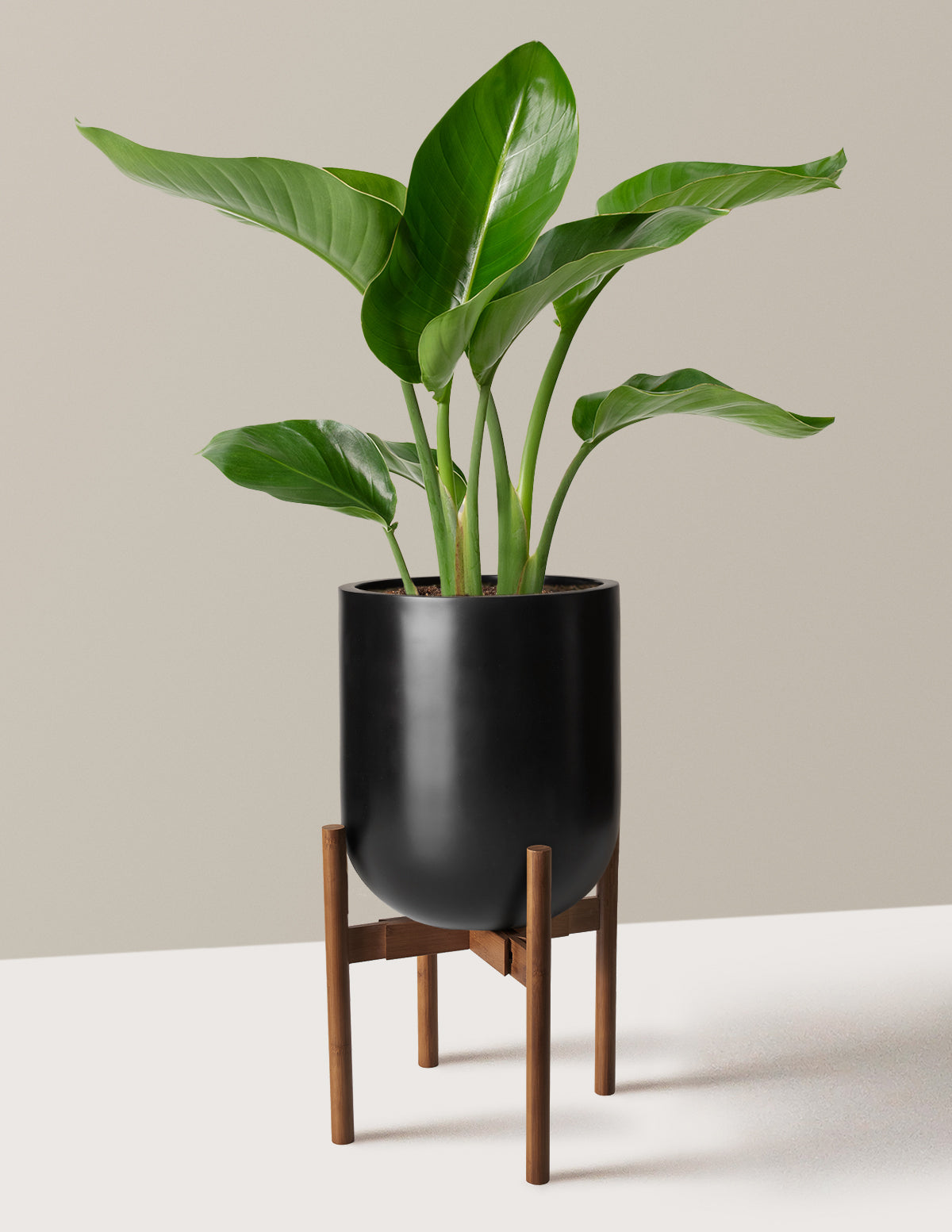 Bird of Paradise