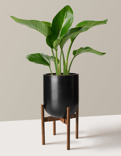 Bird of Paradise
