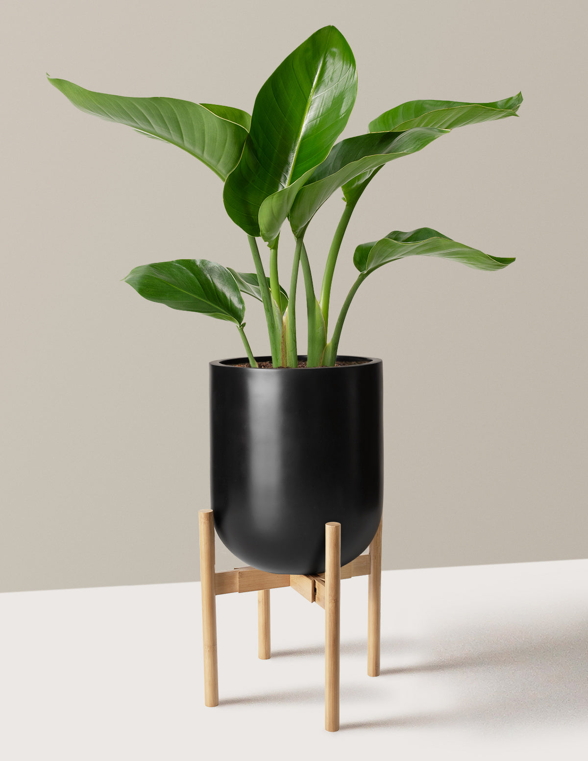 Bird of Paradise