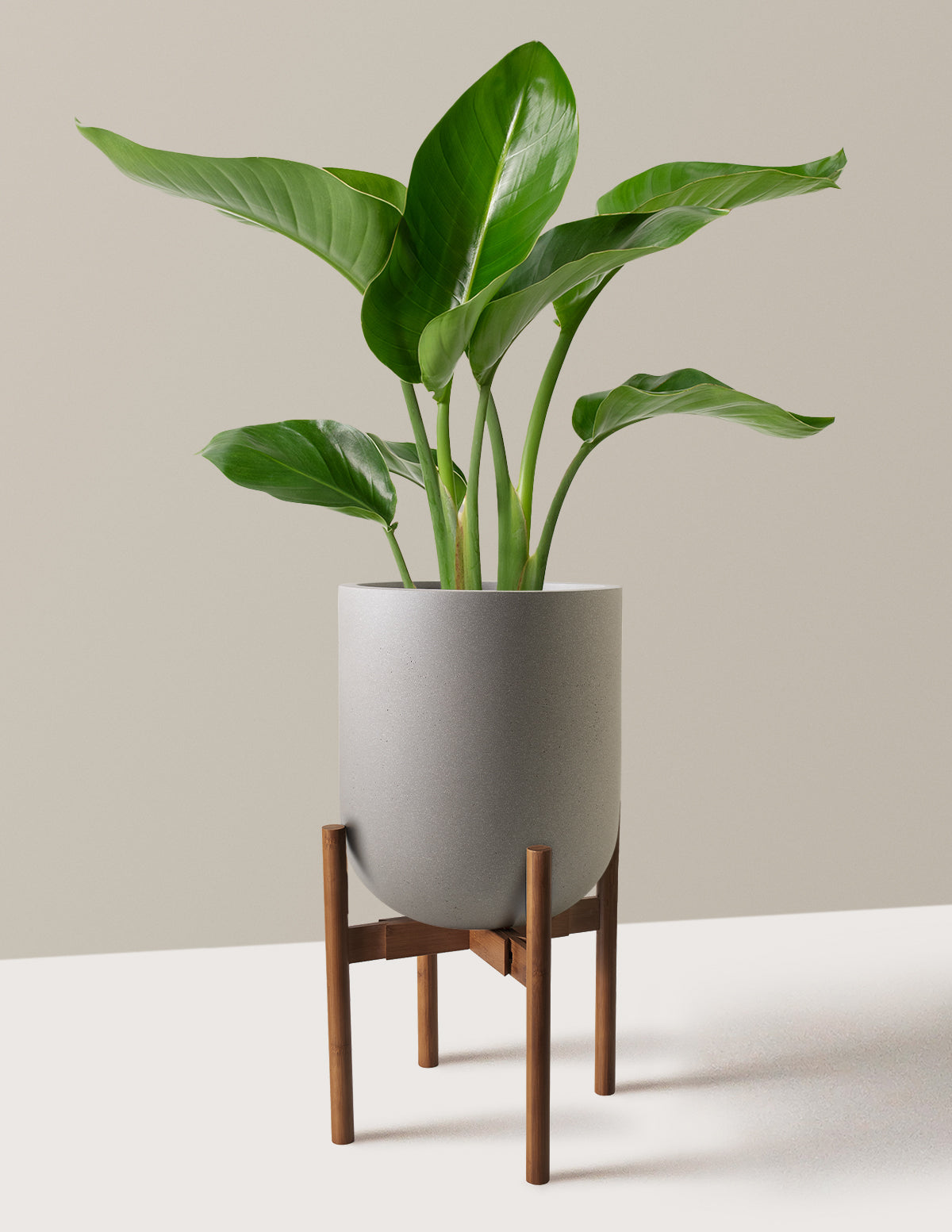 Bird of Paradise