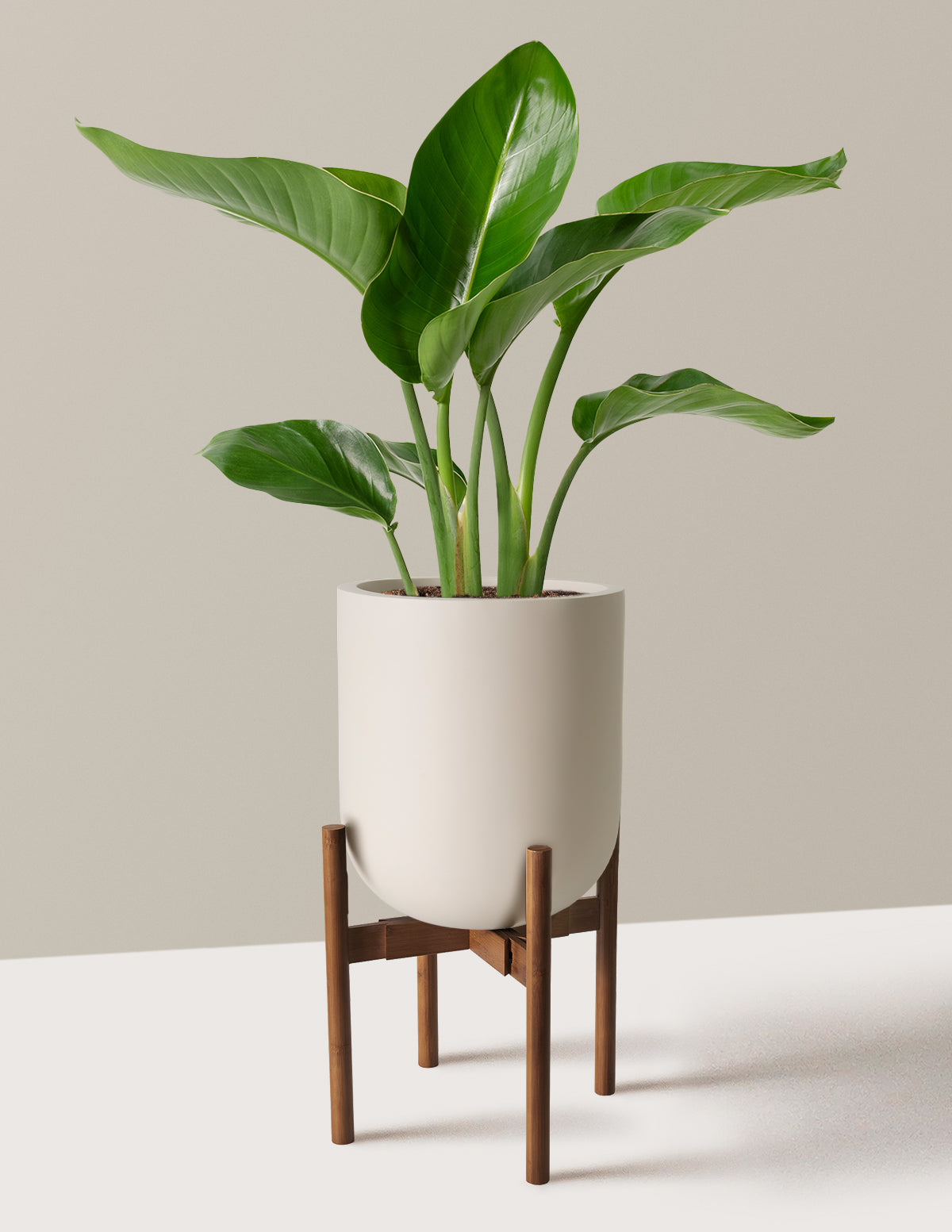 Bird of Paradise