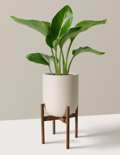 Bird of Paradise