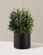 bundle | 3 Gallon | Agnes | Black