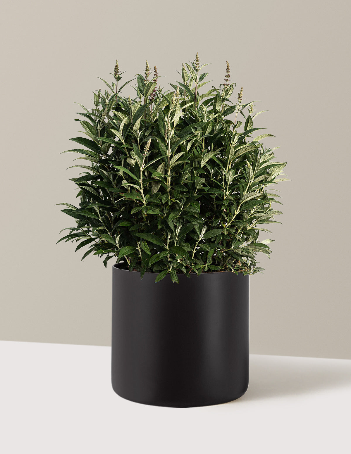 bundle | 3 Gallon | Agnes | Black